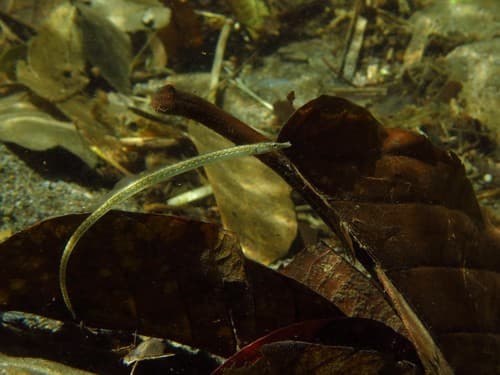 Ragged-tail Pipefish