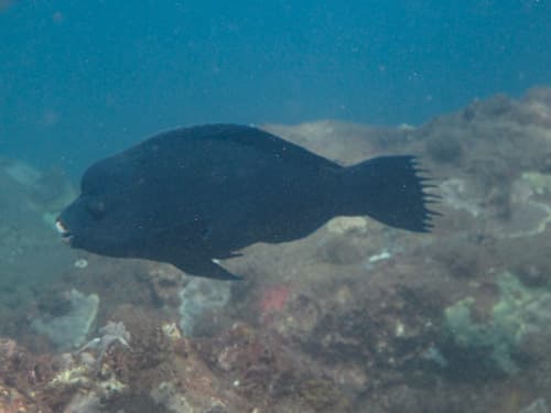 Raggedfin Parrotfish