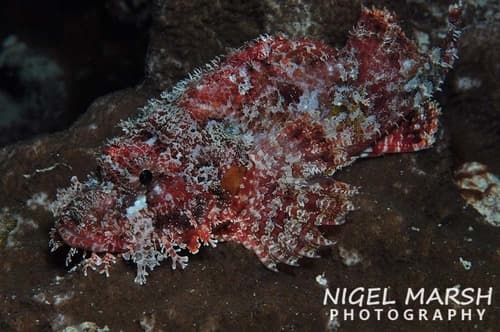 Raggy Scorpionfish