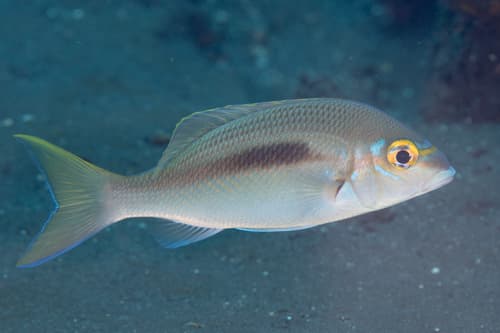 Rainbow Monocle Bream