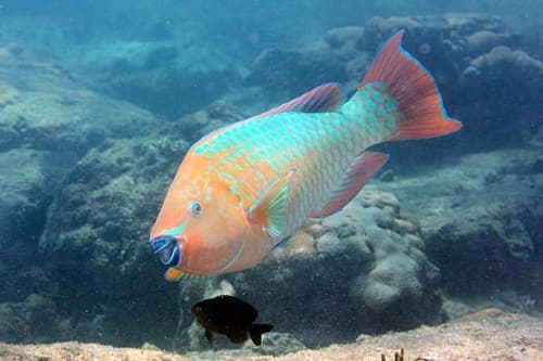 Rainbow Parrotfish