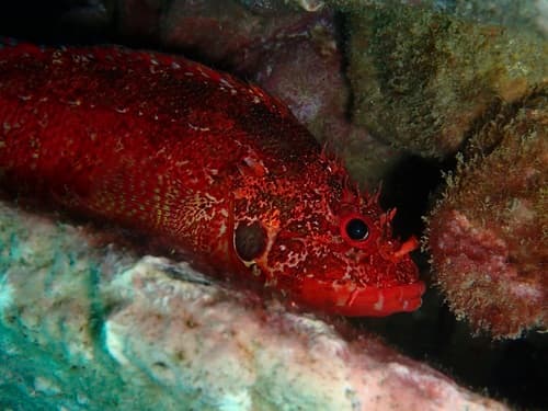 Rainbow Scorpionfish