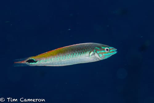 Rainbow Wrasse
