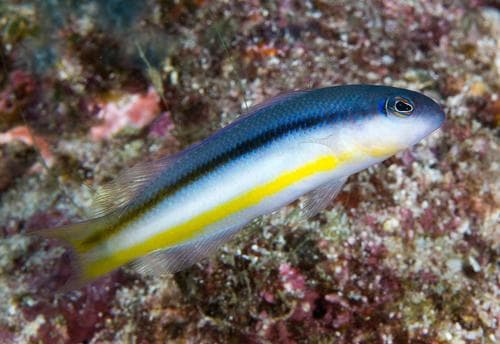 Raja Dottyback