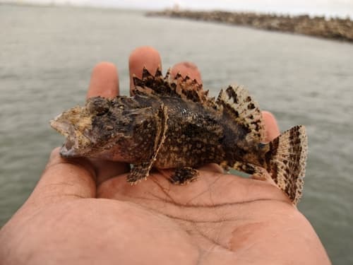 Rama Rao's Scorpionfish