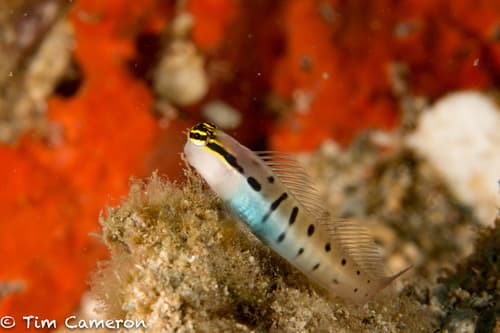 Randall's Coralblenny