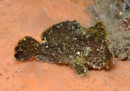 Randall's Frogfish
