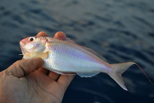 Randall's Threadfin Bream