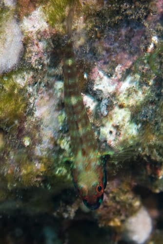 Randall's Triplefin