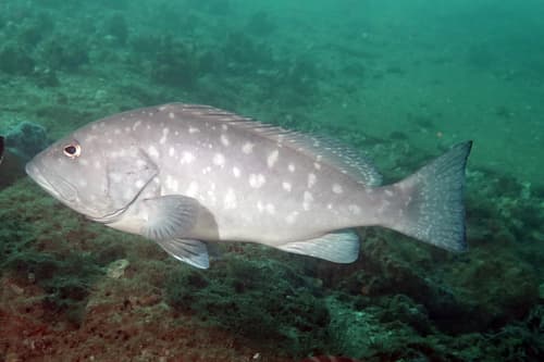 Rankin's Grouper