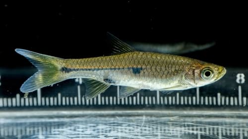 Rasbora aprotaenia