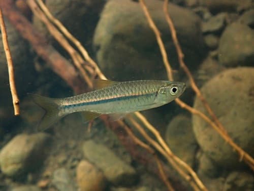 Bali Rasbora