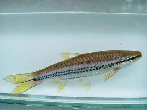 Giant Rasbora