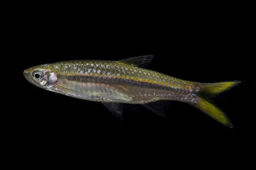 Rasbora dusonensis