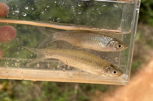 Myers' Rasbora
