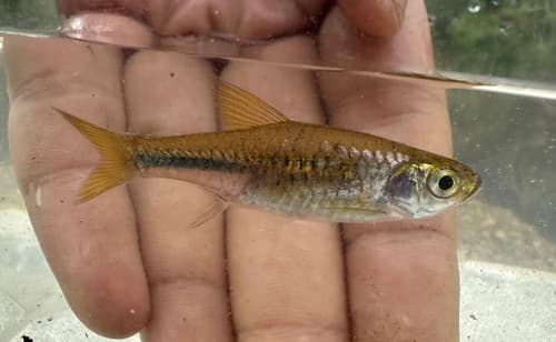 Sparse-scaled Rasbora