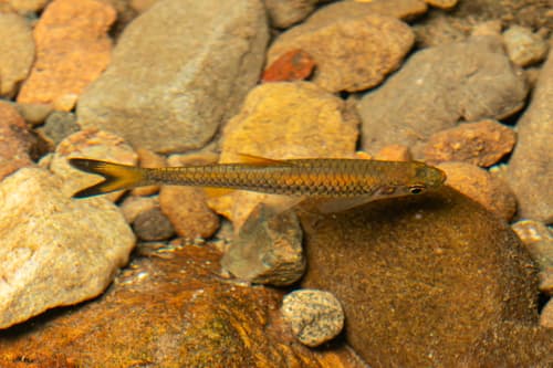 Rasbora pycnopeza