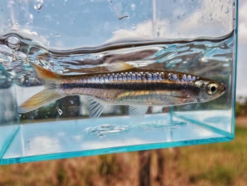 Rasbora tornieri