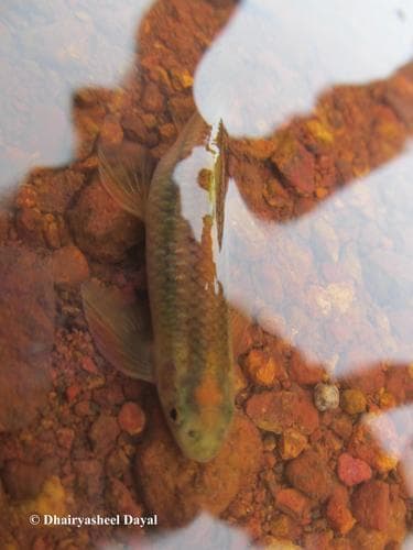 Ratnagiri Minnow