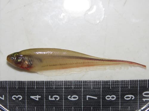 Rattail Knifefish