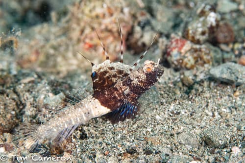 Rayed Shrimpgoby