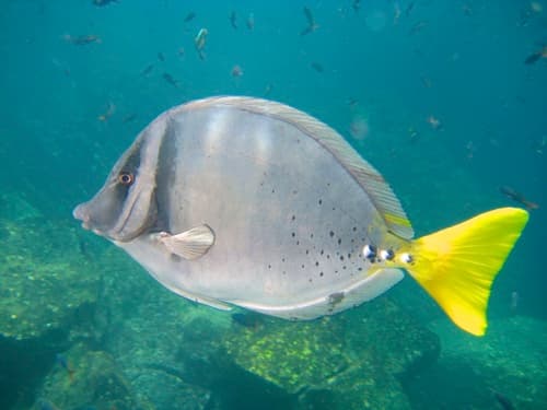 Razor Surgeonfish