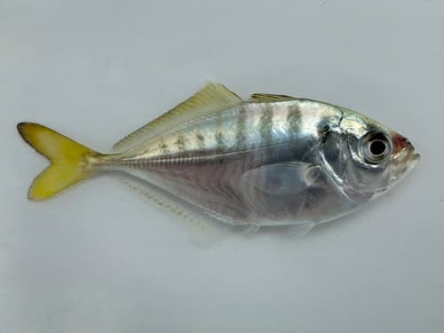 Razorbelly Trevally