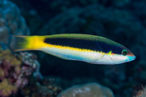 Red-cheek Wrasse