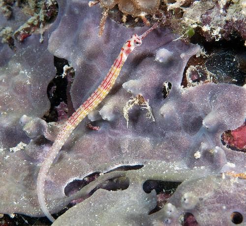 Red-cheeked Pipefish