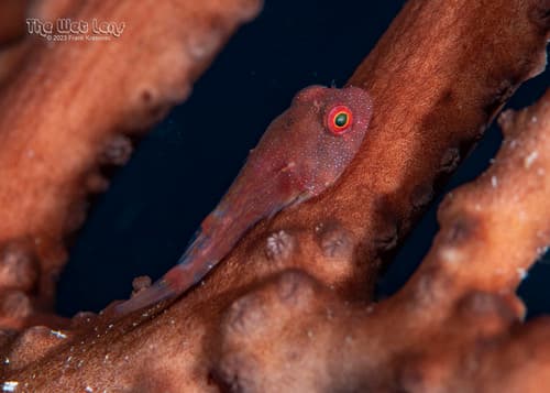 Red Clingfish