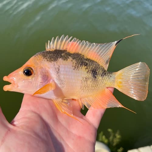Red Devil Cichlid
