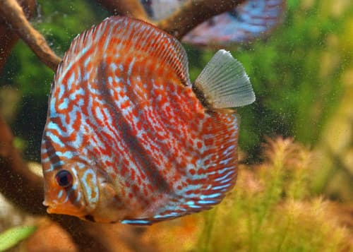 Red Discus