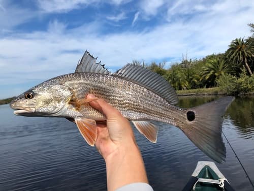 Red Drum