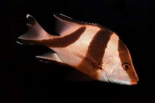 Red Emperor Snapper