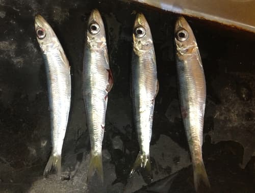 Red-eye Round Herring