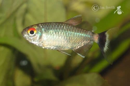 Red Eye Tetra