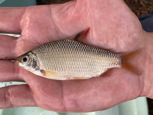 Red-finned Distichodus