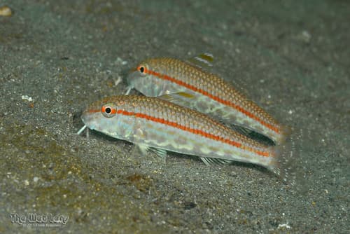 Red Goatfish