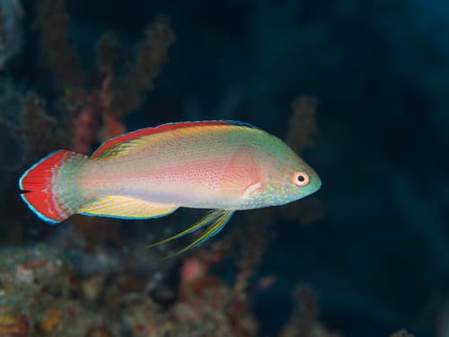 Red-margined Fairy Wrasse