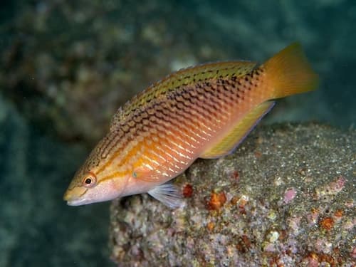 Red Naped Wrasse