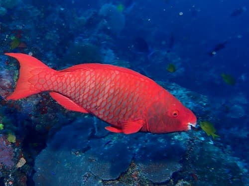 Red Parrotfish