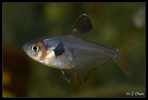 Red Phantom Tetra