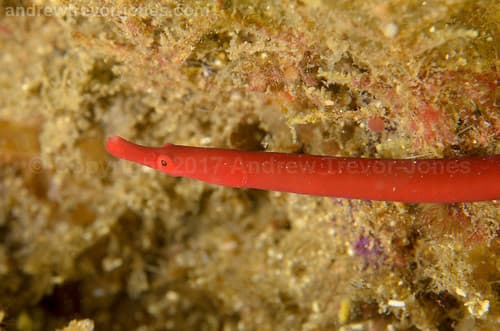 Red Pipefish