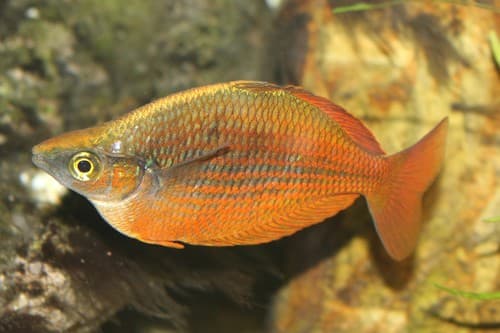 Red Rainbowfish