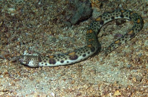 Red-saddled Snake Eel
