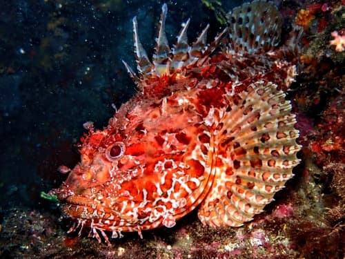Red Scorpionfish