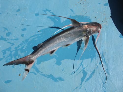 Red Sea Catfish