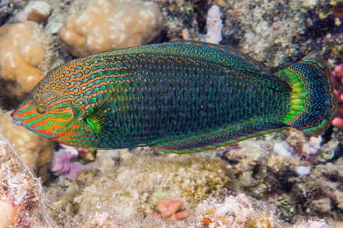 Red Sea Dusky Wrasse