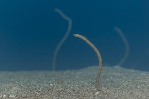 Red Sea Garden Eel