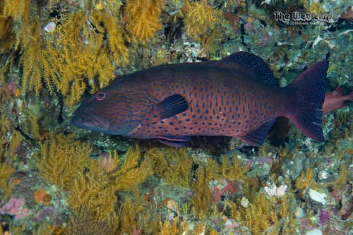 Red Sea Leopard Grouper